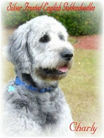 A silver-frosted Goldendoodle is sitting in grass. Its tongue is out. The words - Silver Frosted English Goldnedoodles - are overlayed in the top right corner. In the bottom right corner the words - Charly - are overlayed