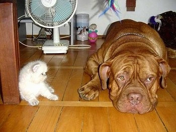 Patience the Dogue de Bordeaux is laying on the hardwood floor and Tolerance the white Persian kitten is sitting against a wood beam and looking at the dog
