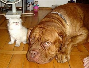 Patience the Dogue de Bordeaux is laying down on the hardwood floor and Tolerance the Persian kitten is sitting next to the dog looking up
