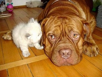 Patience the Dogue de Bordeaux is laying down on the hardwood floor and Tolerance the Persian Kitten is licking the dog's ear