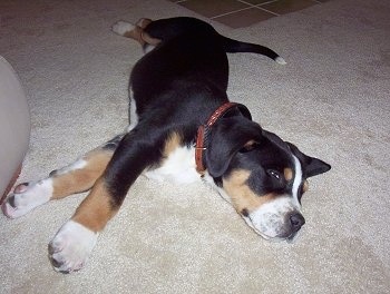 A tricolor black, tan and white Greater Swiss Mountain Dog puppy is laying on its right side stretched out on a tan carpet.