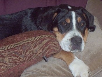 A tricolor black, tan and white Greater Swiss Mountain Dog puppy is laying on a pile of tan and brown pillows