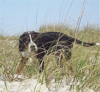A tricolor black, tan and white Greater Swiss Mountain Dog puppy is walking through tall dune grass on a sandy beach.