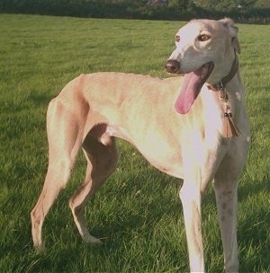A tan Greyhound is standing in a field. Its mouth is open and its tongue is out