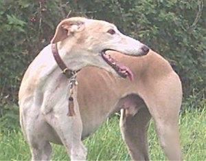 A tan Greyhound is standing in grass and looking to the right. Its mouth is open and a tongue is out