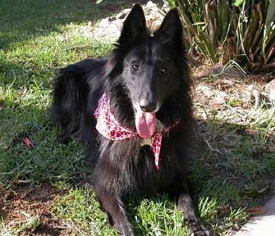 Luca the Belgium Shepherd wearing a red bandana laying outside with its mouth open and tongue out