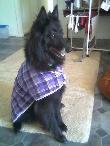Left Profile - Luca the Belgium Shepherd wearing a purple jacket sitting on a rug looking to the left