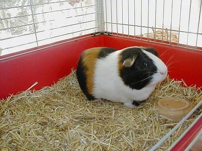 A white, black and tan guinea pig is standing in a red cage and the bottom is covered in hay. It is looking to the right.