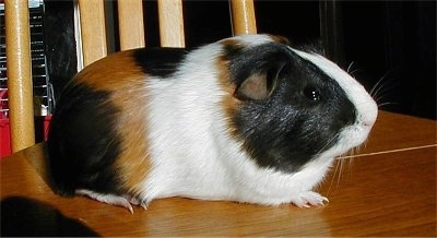 Close up - A shorthaired white, black and tan guinea pig is standing on a wooden chair and it is looking to the right.