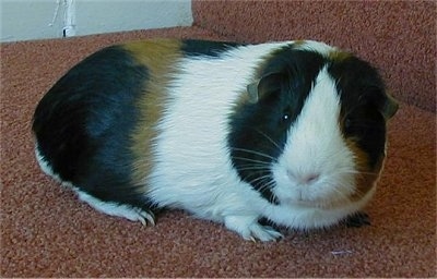 Close up - A white, black and tan guinea pig is standing on a tan carpeted step looking forward.