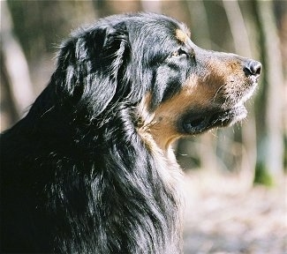 Close Up - The right side of a black and tan Hovawart dogs face