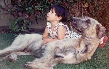 A child is laying on the side of a white with tan Irish Wolfhound that is laying on its side and they both are looking up and to the left