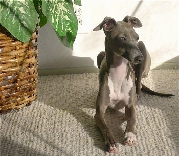 A grey with white Italian Greyhound is laying in front of a wall and next to a potted plant looking to the right
