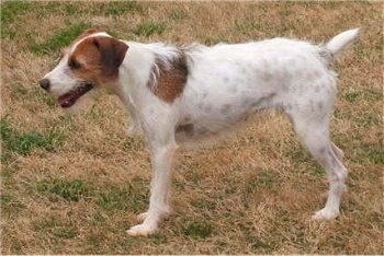 Left Profile - A wiry looking white with brown Jack Russell Terrier is standing in brown and green grass