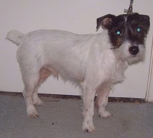 A white with black Jack Russell Terrier is standing in front of a white door
