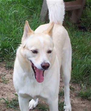 A white with tan Jindo is standing outside in a dirt patch in grass. There is a wooden ladder behind it. The dog has its mouth open with its tongue showing