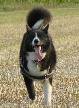 A black and white Karelian Bear Dog is runnign across grass. Its mouth is open and its long tongue is hanging low