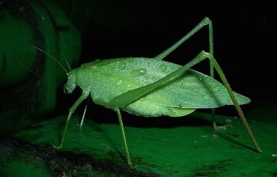 Right Profile - Adult Katydid with water drops on it