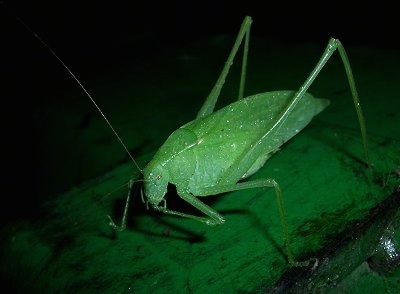 Adult Katydid with water drops on it on top of a green john deere tractor
