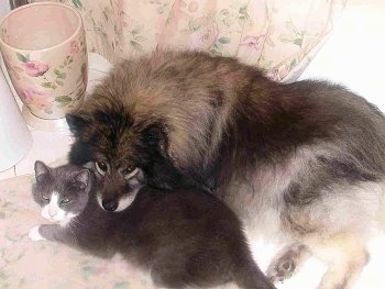 A Keeshond dog has its head over the back of a gray and white cat that is laying next to it. They are in a room decorated in pink roses on the wall paper, trash can and throw run.
