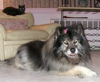 A Keeshond with a pink ribbon on its head is laying on a tan carpet. Behind it is a tan leather arm chair and on the back of the arm chair is a black cat