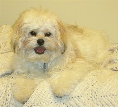 A happy looking white and tan Kimola is laying on a white knitted blanket on a bed.