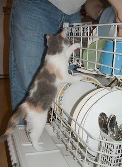Chi-Chi the kitten is climbing in a dishwasher as a person is putting away dishes