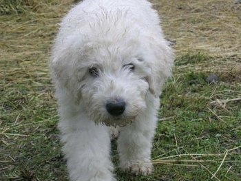 A white Komondor puppy is walking across grass and hay with its head down