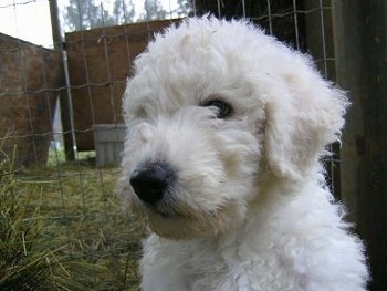 Close Up head shot - A white Komondor puppy is sitting in hay next to a wired fence at a farm