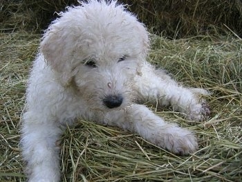 A white Komondor puppy is laying in hay and looking down