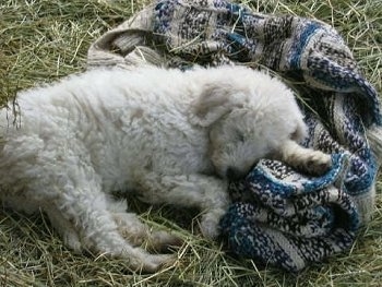 A white Komondor puppy is sleeping on top of a sweater that is in hay.
