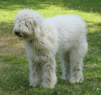 A white Komondor is standing in grass and looking to the left