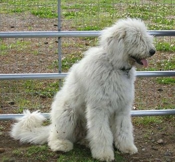 A white Komondor is sitting in dirt in front of a farm gate.
