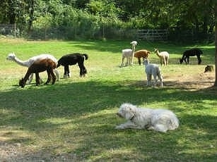 A white Corded Komondor is laying in grass with a herd of Alpacas behind it