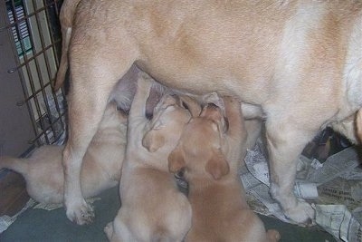 Close Up - A litter of yellow Labrador Retriever puppies are drinking milk from a standing yellow Lab inside of a whelping pen.