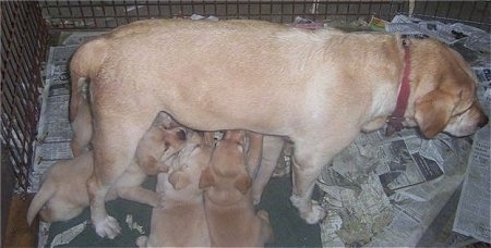 A yellow Labrador is standing on newspapers inside of a whelping box feeding her litter of puppies.