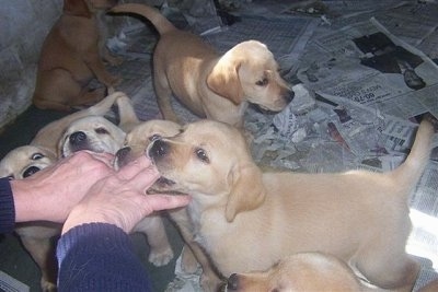 Six puppies on top of newspapers inside of a whelping pen - Four Labrador Retriever puppies are standing and biting on a person's hand. There is another yellow Labrador Retriever puppy sitting against a wall. There is another yellow Labrador Retriever puppy walking behind the four puppies