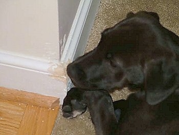 Close Up head and wall shot- Oliver the Lab Mix Puppy is chewing the corner of a wall