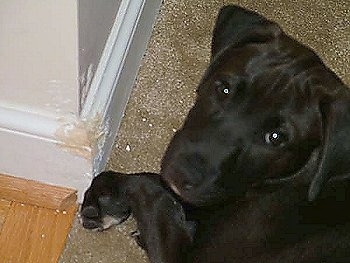 Close Up head and wall shot - Oliver the Lab mix puppy is next to a chewed up wall