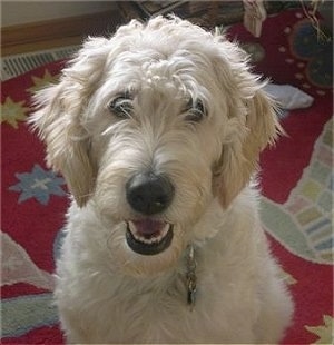 Close up head shot - A tan wavy Labradoodle is sitting on a rug and looking up. Its mouth is open, it looks like it is smiling
