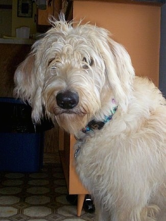 The upper half of a soft looking, long coated tan Labradoodle dog standing in front of a dresser and its head is turned to the left