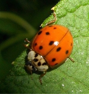 Close Up - Ladybug on a leaf