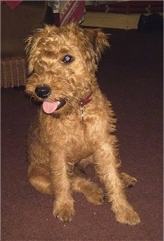 A wavy-coated red and black Lakeland Terrier is sitting on a brown carpet and looking to the left. Its mouth is open and tongue is out