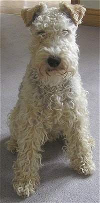 A wavy-coated tan Lakeland Terrier is sitting on a tan carpet and looking forward.