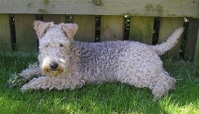 A wavy-coated tan and black Lakeland Terrier is laying in grass in front of a wooden fence.