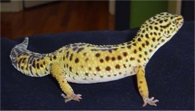Right Profile - A leopard gecko is standing on a blue couch and it is looking up and to the right. It is yellow with black dots on it.