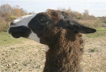Left Profile - A brown with white Llamas face. Its ears are laying back. The Llama looks agitated.