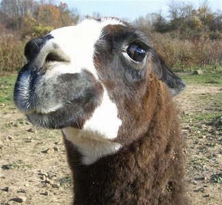Close up - A brown with white Llama's face. The Llama has its ears back and it is looking forward. It looks mad.