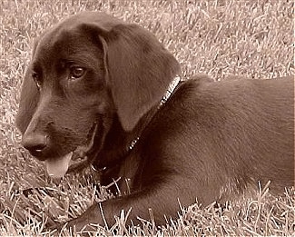 Side view upper body shot - A sepia toned image of a Labrador/Basset Hound/Beagle mix laying outside in grass and it has its mouth open and tongue out.