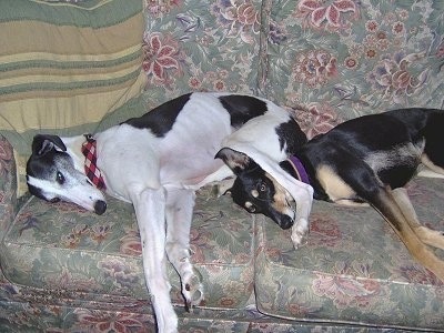 A white with black Greyhound/Saluki/Collie Mix is laying on a green and pink floral couch and in between its bottom legs is a black with tan Whippet/ Saluki mix.